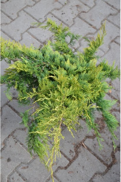 Ялівець віргінський Голден Спрінг купити в контейнері